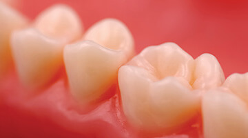 row of teeth